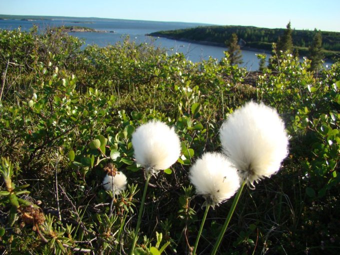 Fleurs de coton, Juillet