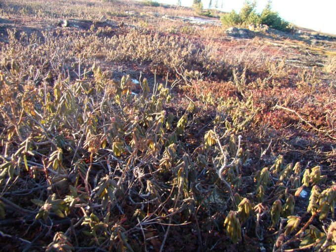 Kuujjuaq- Thé du Labrador
