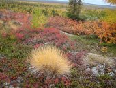Kuujjuaq- Toundra à l’automne